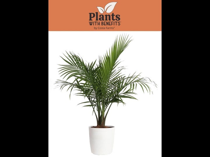 costa-farms-plants-with-benefits-live-indoor-36in-tall-green-majesty-palm-tree-bright-indirect-sunli-1