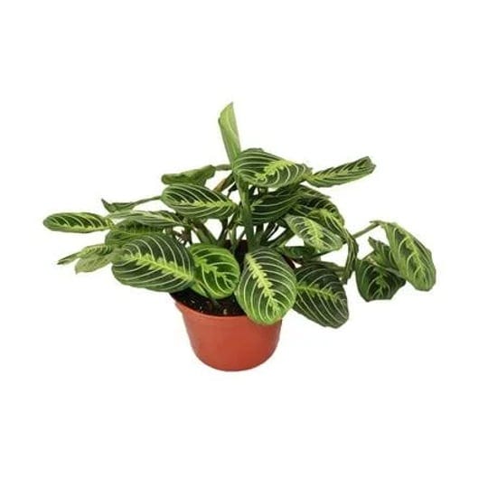 maranta-green-prayer-plant-lemon-lime-6-from-california-tropicals-1