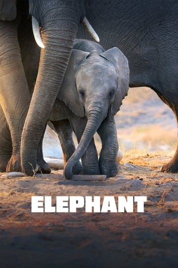 elephant-4500000-1