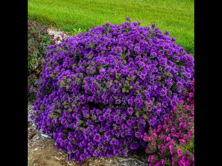 spring-hill-nurseries-grape-crush-aster-dormant-bare-root-perennial-plant-1-pack-1