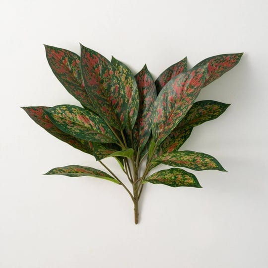 variegated-spathiphyllum-plant-1