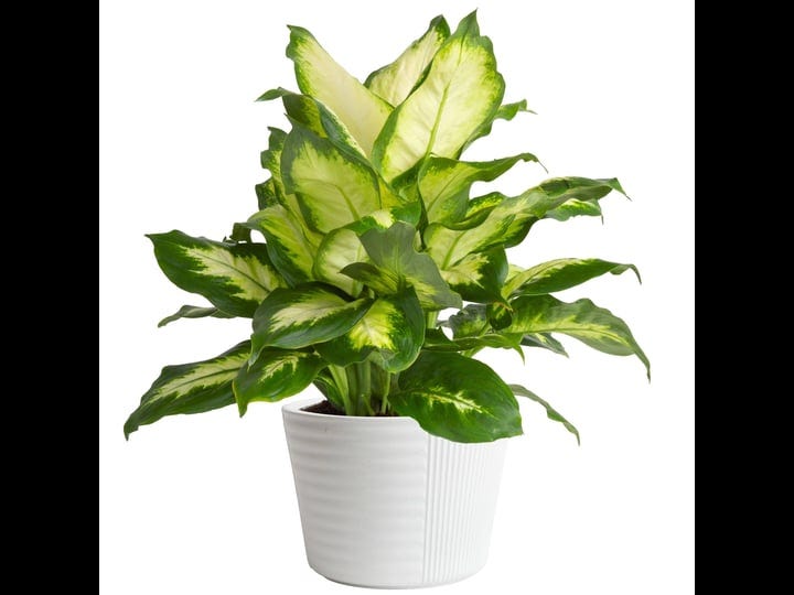 costa-farms-dumb-cane-dieffenbachia-indoor-plant-in-d-cor-planter-12-to-14-inches-tall-white-natural-1