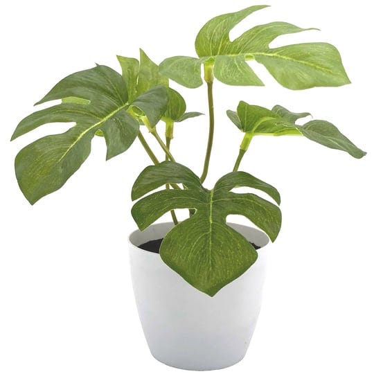 6-potted-split-philo-plant-by-ashland-in-white-michaels-1