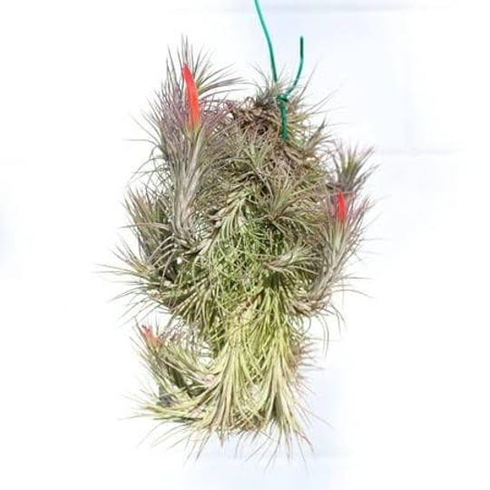 air-plant-shop-large-hanging-cluster-tillandsia-funckiana-live-tillandsia-succulent-house-plants-who-1