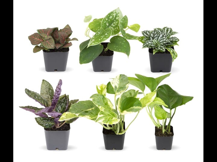 altman-plants-2in-easy-to-grow-live-houseplants-6-pack-1