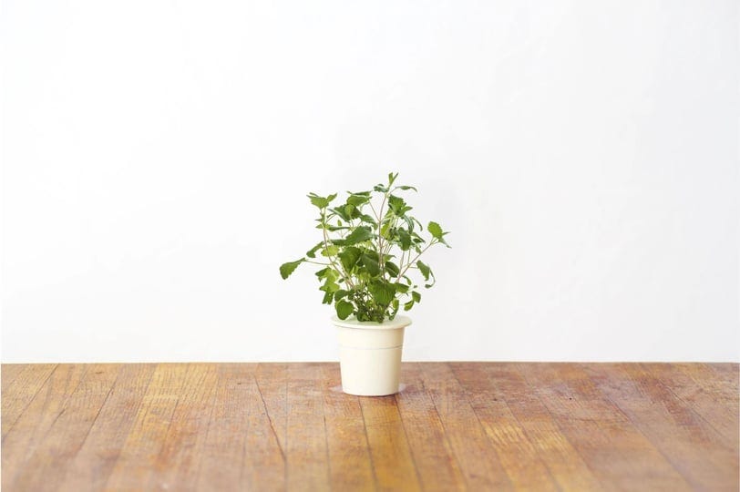 click-and-grow-smart-garden-catnip-plant-pods-3-pack-1