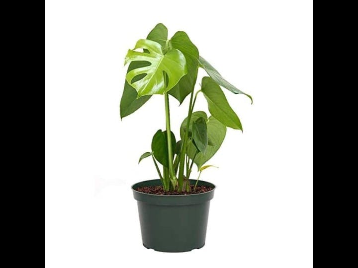 american-plant-exchange-monstera-deliciosa-large-split-leaves-air-purifying-tropical-elegance-for-ho-1