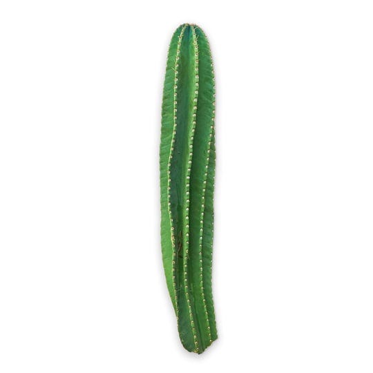 peruvian-apple-cactus-cereus-repandus-3-ft-1