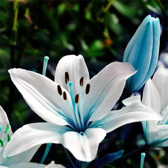 zellajake-rare-flower-seeds-blue-lily-seeds-potted-plant-bonsai-lily-flower-seed-1