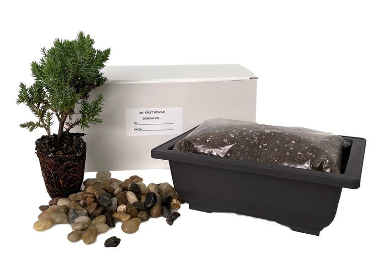 my-first-bonsai-tree-kit-plus-live-japanese-juniper-tree-1