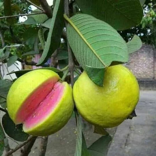 seed-barn-pink-guava-tree-plant-1-gallon-psidium-guajava-1