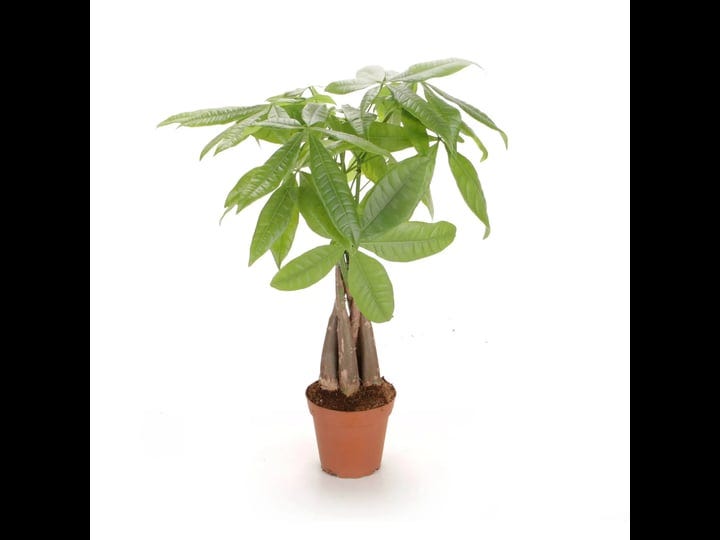 costa-farms-live-indoor-16in-tall-green-money-tree-medium-indirect-light-plant-in-5in-grower-pot-1