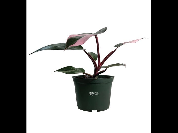 natures-way-farms-philodendron-pink-princess-live-plant-8-15-in-tall-in-growers-pot-1