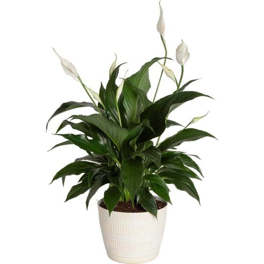 spathiphyllum-peace-lily-indoor-plant-in-6-in-white-pot-average-shipping-height-1-2-ft-tall-1