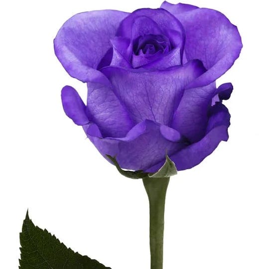 farm-fresh-natural-tinted-purple-roses-20-in-25-stems-1