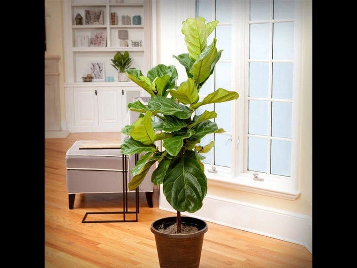 fiddle-leaf-fig-tree-the-most-popular-indoor-houseplant-cannot-ship-to-az-size-4-5-ft-1