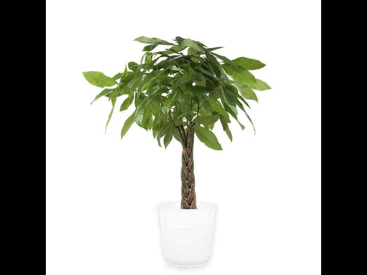 costa-farms-pachira-braid-indoor-money-tree-plant-in-10-in-paradise-planter-avg-shipping-height-3-4--1