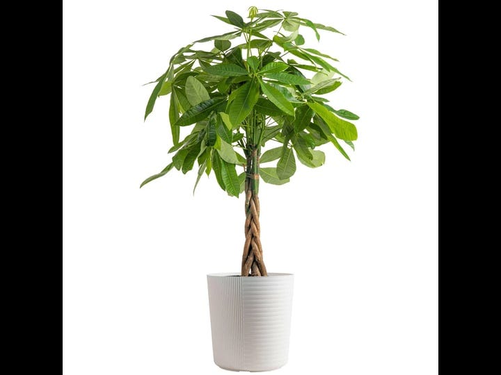 costa-farms-pachira-money-tree-live-indoor-plant-3-4-feet-tall-in-decor-planter-1