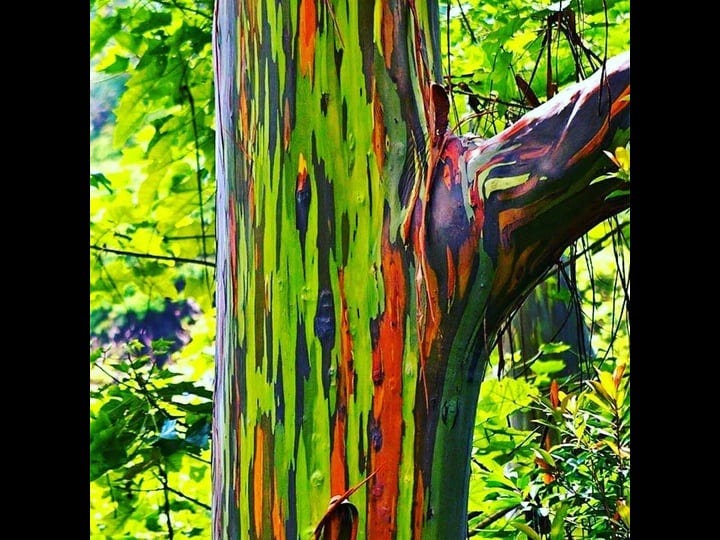 wekiva-foliage-rainbow-eucalyptus-tree-live-plant-in-a-1-gallon-pot-eucalyptus-deglupta-rare-and-exo-1