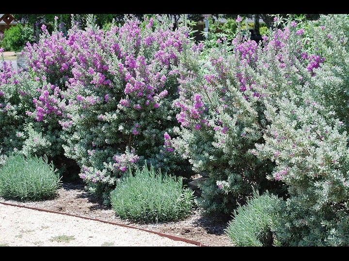 texas-sage-10-live-plants-leucophyllum-frutescens-low-maintenance-drought-tolerant-flowering-shrub-1