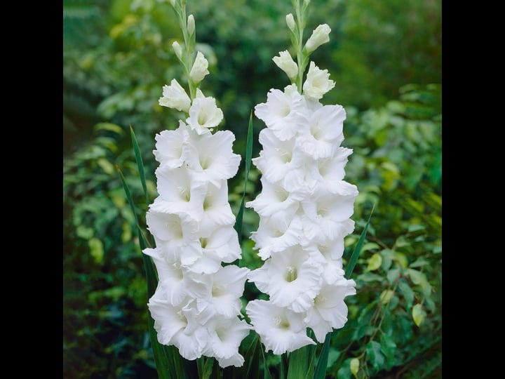 garden-state-bulb-white-polar-bear-gladiolus-flower-bulbs-12-14cm-bag-of-61