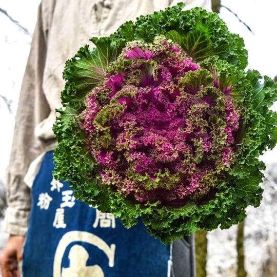 kale-seeds-japanese-flowering-1