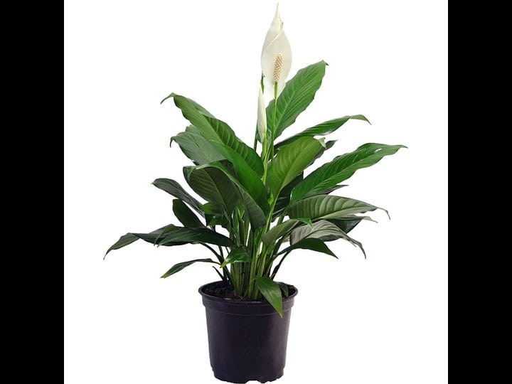 costa-farms-peace-lily-spathiphyllum-live-indoor-plant-in-6-inch-growers-pot-1