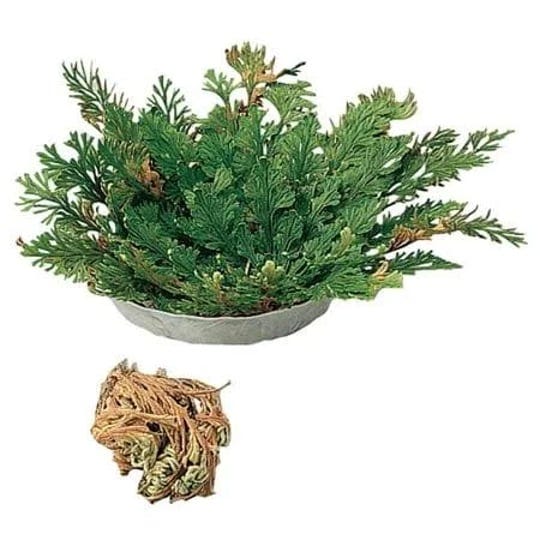 resurrection-plant-1