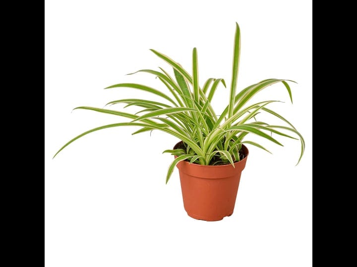spider-plant-reverse-4-pot-1