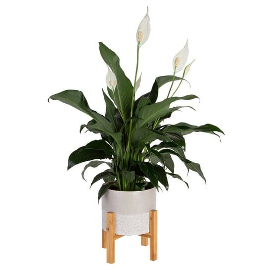 peace-lily-in-ceramic-planter-costa-farms-1