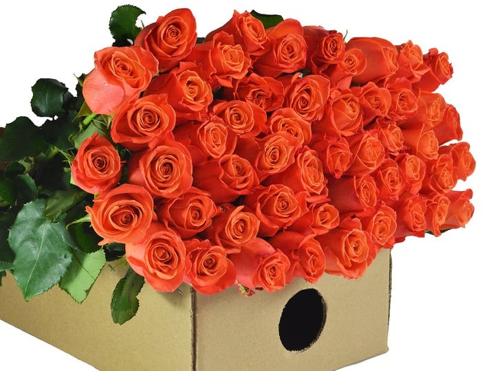 farm2door-wholesale-roses-25-fresh-orange-roses-long-stemmed-50cm-from-colombia-farm-direct-wholesal-1