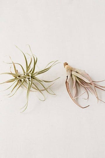 urban-outfitters-large-live-assorted-air-plant-set-of-2-multi-1