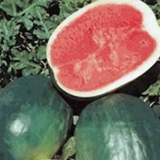 watermelon-seeds-black-diamond-heirloom-100-seeds-super-sweet-round-melon-1