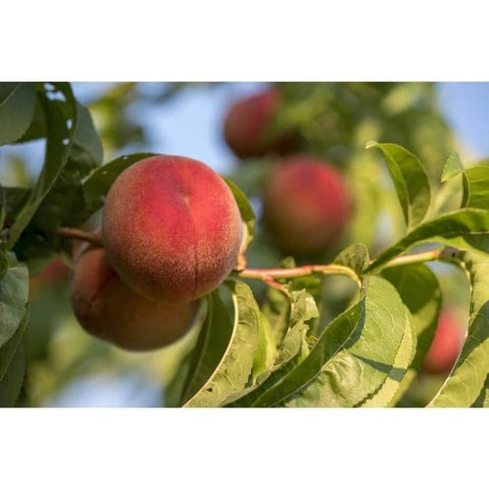 dwarf-curlfree-peach-tree-easiest-peaches-youll-ever-grow-1