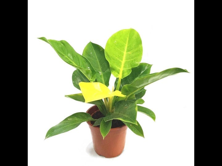 philodendron-moonlight-live-plant-in-a-4-inch-growers-pot-philodendron-moonlight-extremely-rare-indo-1