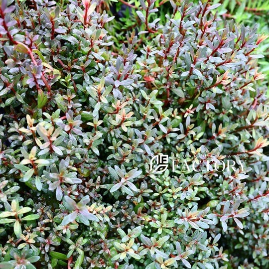 rotala-ramosior-sunset-apf-aquarium-plants-factory-fresh-cut-plants-1