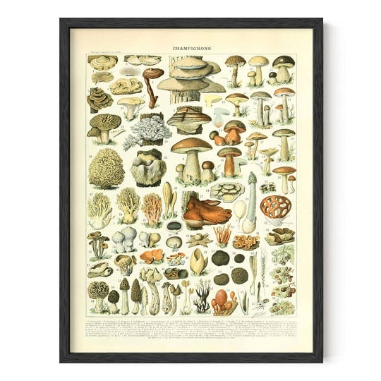 haus-and-hues-vintage-mushroom-posters-mushroom-wall-art-adolphe-millot-poster-mushroom-poster-vinta-1