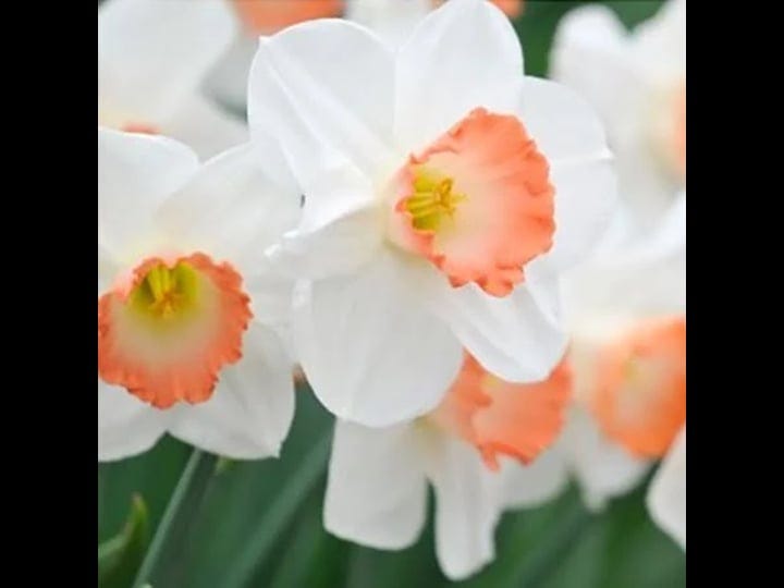 touch-of-eco-pink-daffodil-flower-bulbs-1