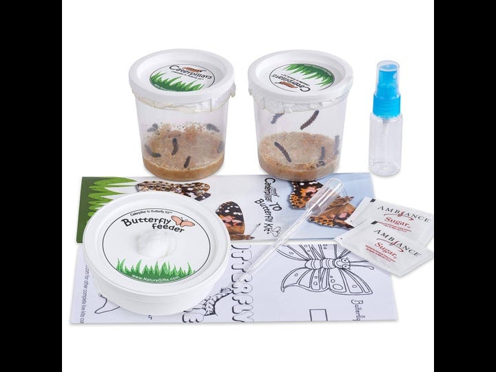 nature-gift-store-10-live-caterpillars-shipped-now-butterfly-kit-refill-1