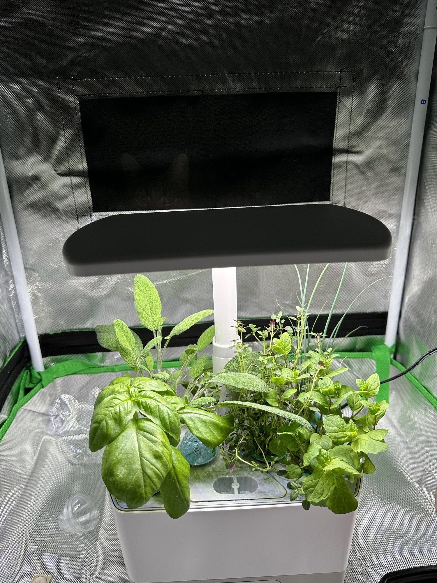 5 Compelling Reasons to Invest in a Protective Tent for Your Aerogarden-Hydroponics Setup - Optimal conditions provided by a protective tent for plant growth