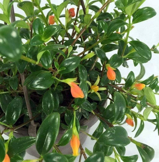 premium-goldfish-plant-6-hanging-basket-blooms-frequently-1