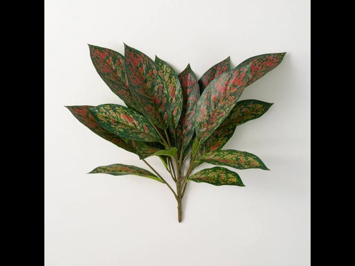 variegated-spathiphyllum-plant-1