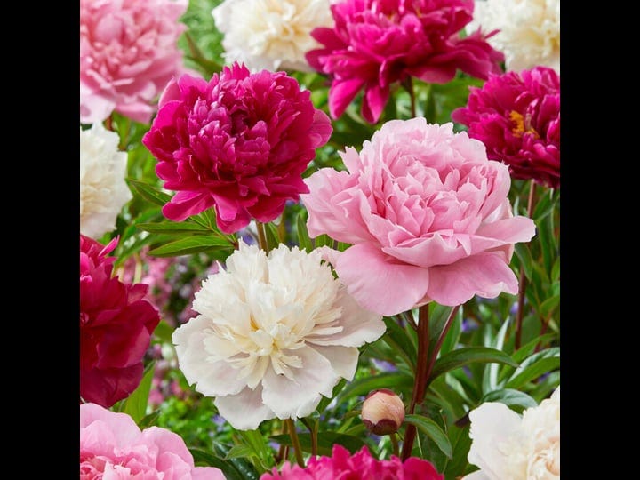 garden-state-bulb-pink-and-white-mixed-peony-flower-bulbs-bare-roots-bag-of-7
