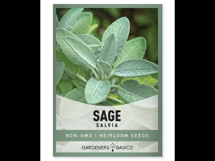 broadleaf-sage-seeds-for-sale-buy-today-start-your-herb-garden-1