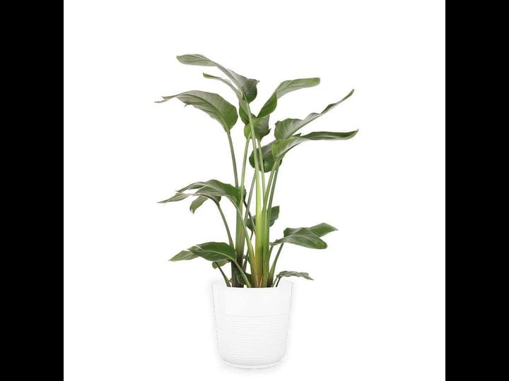costa-farms-white-bird-of-paradise-indoor-plant-in-10-in-grower-pot-avg-shipping-height-2-3-ft-tall-1