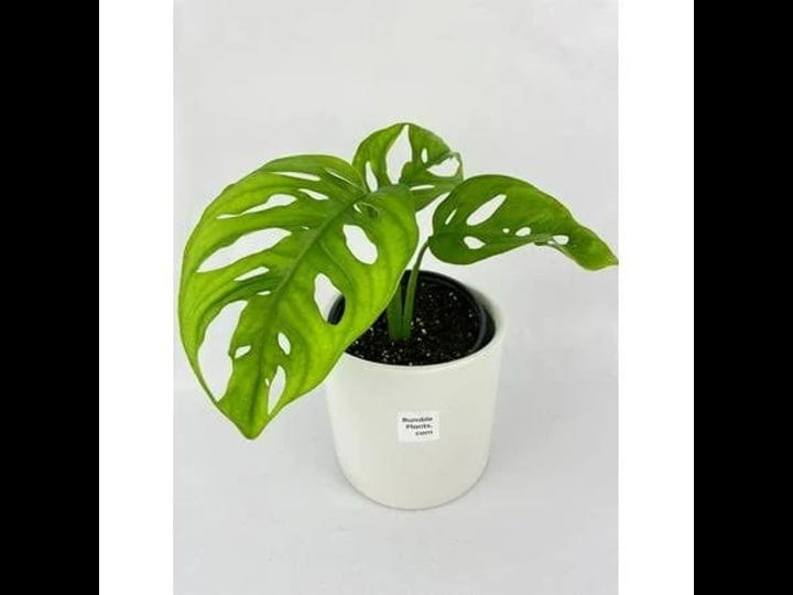 monstera-adansonii-wide-leaf-form-1