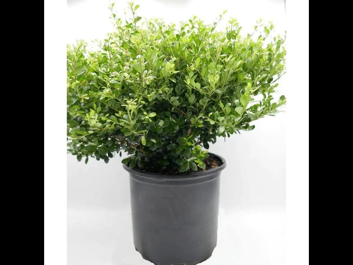 3-gal-compacta-japanese-holly-ilex-crenata-live-evergreen-shrub-1