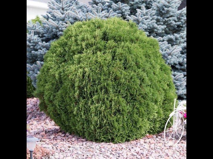 western-red-cedar-evergreen-shrub-grown-in-a-2-25-gallon-pot-1-pack-1