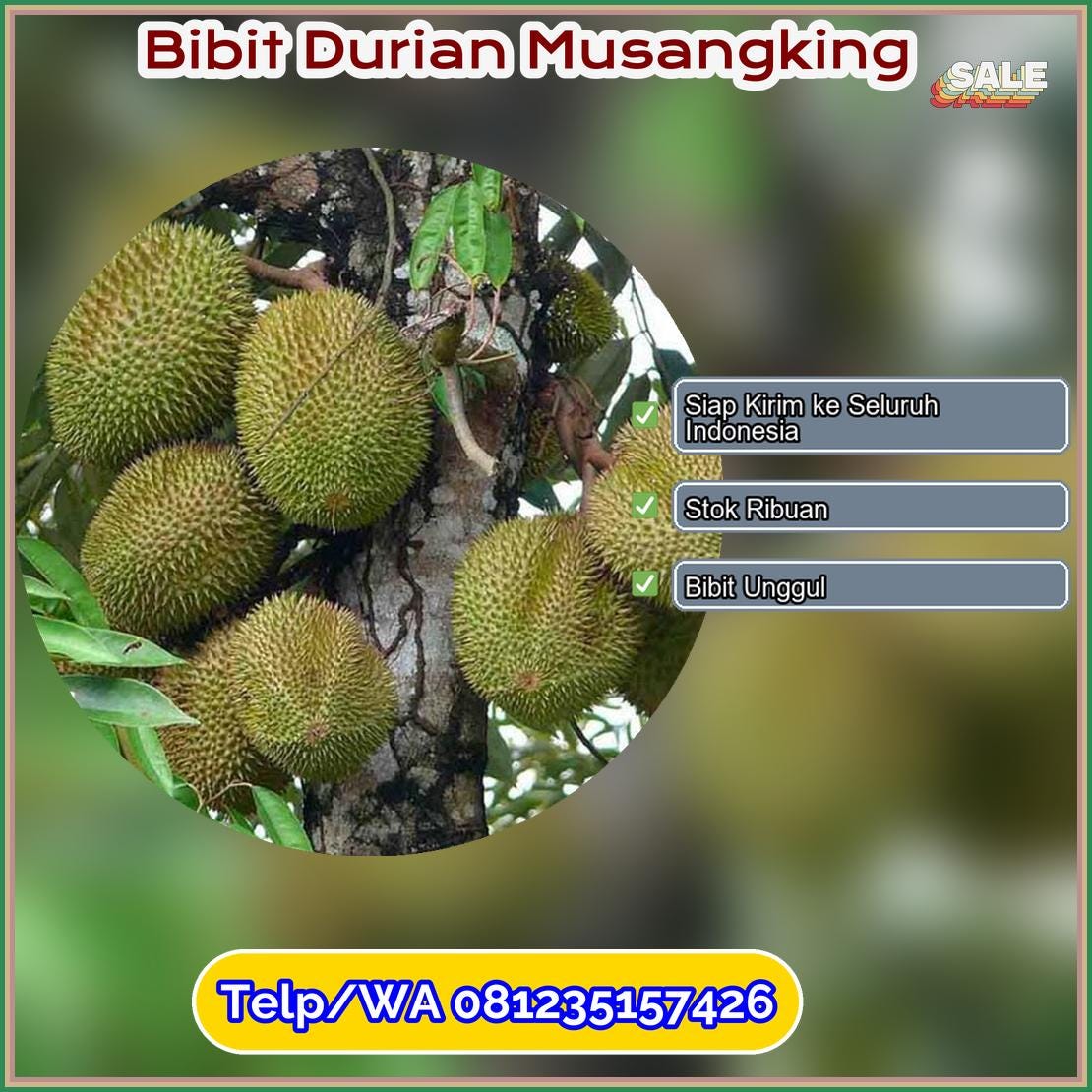 Grosir Bibit Durian Musangking Luwu Timur