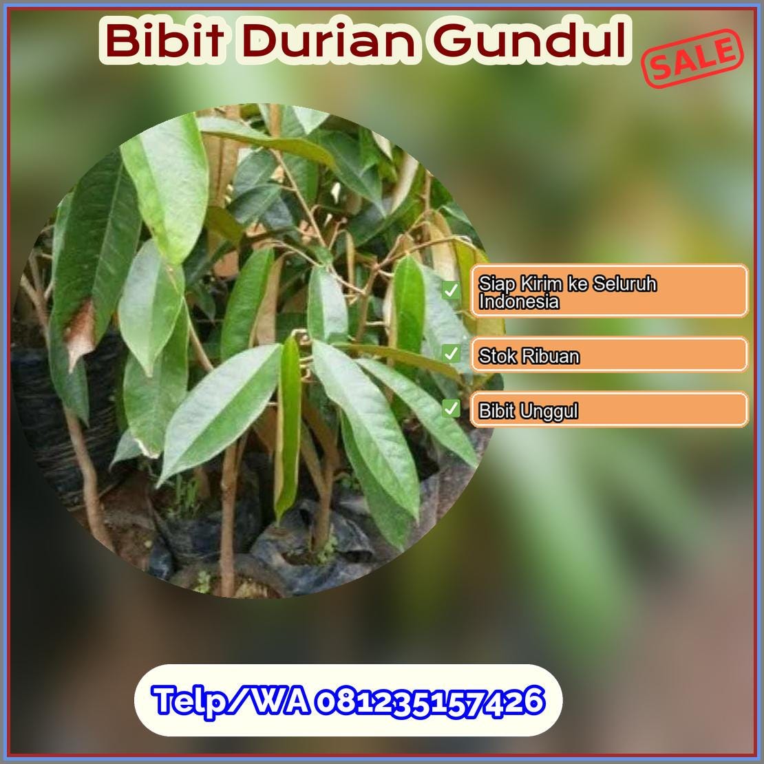 Harga Bibit Durian Gundul Ogan Ilir